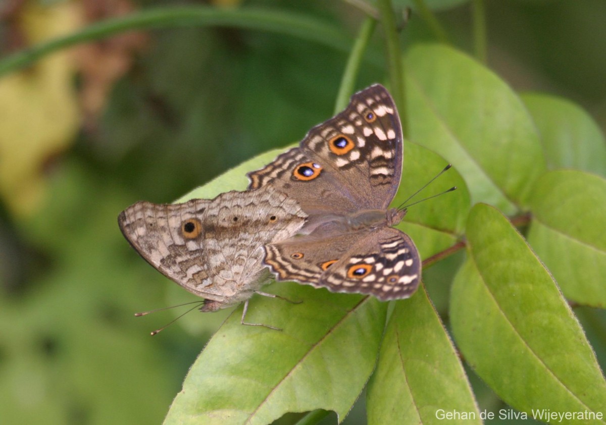 Junonia lemonias Linnaeus, 1758